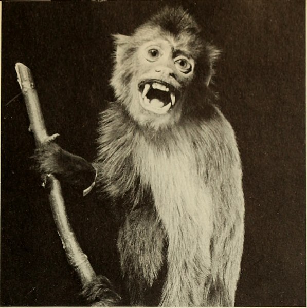 File:Image from page 116 of "The American Museum of Natural History an introduction" (1972) (17975030608).jpg