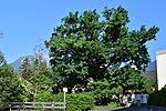 Oak on the oak path