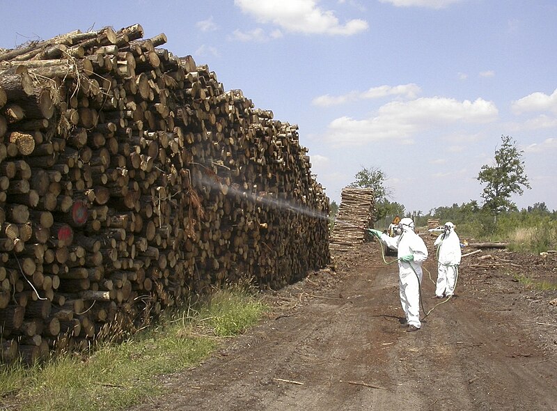 File:Insecticide pine logs ips sexdentatus.jpg