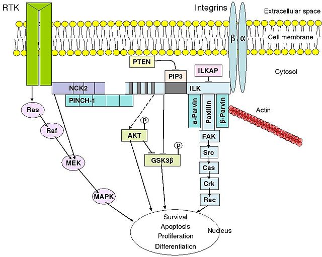 An overview of integrin-mediated signal transduction, adapted from Hehlgens et al. (2007).