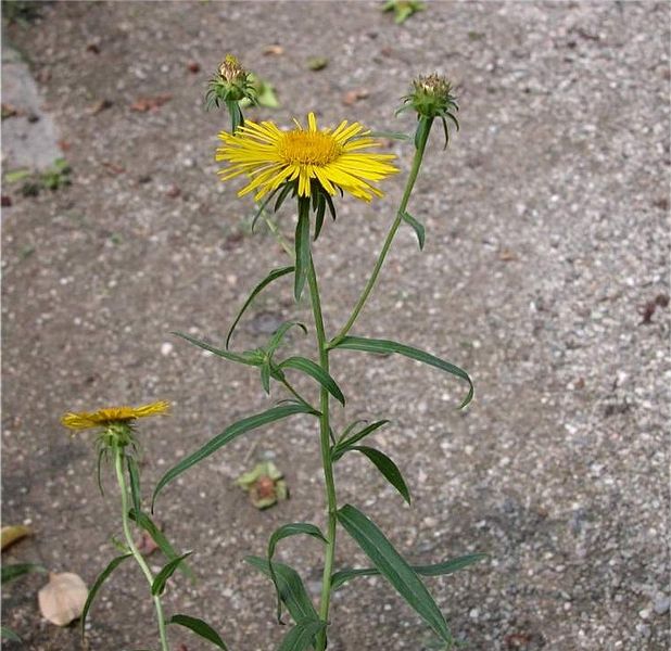 File:Inula salicina subsp salicina.jpeg