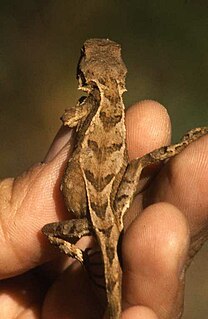 <i>Japalura</i> Genus of lizards