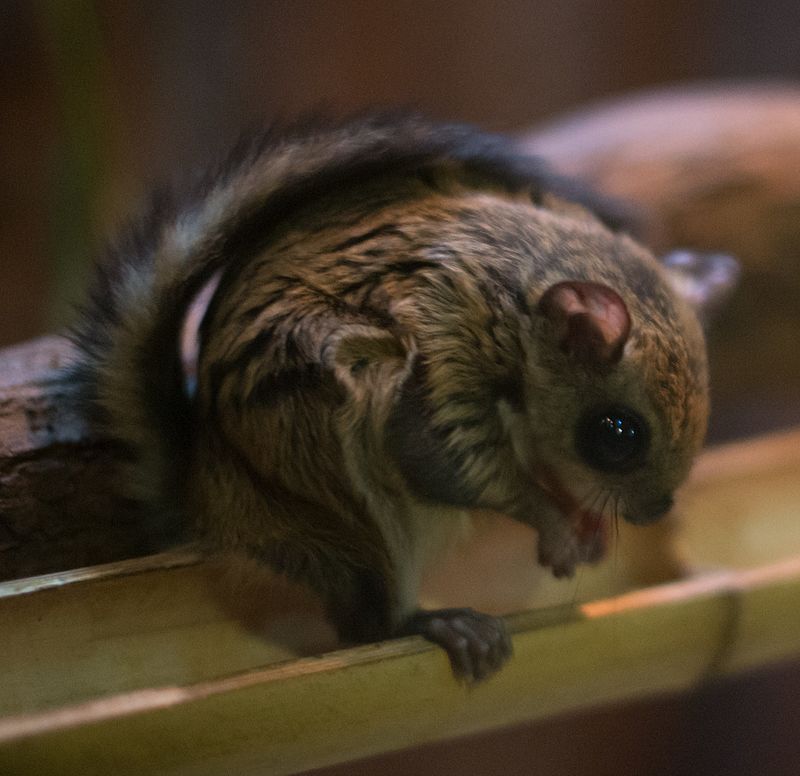 japanese flying squirrel