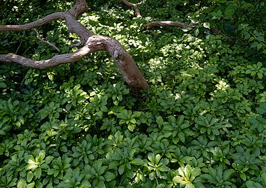Japanese pachysandra (Pachysandra terminalis) surrounding a tree trunk, Heritage Museum and Gardens, Sandwich, Massachusetts, US