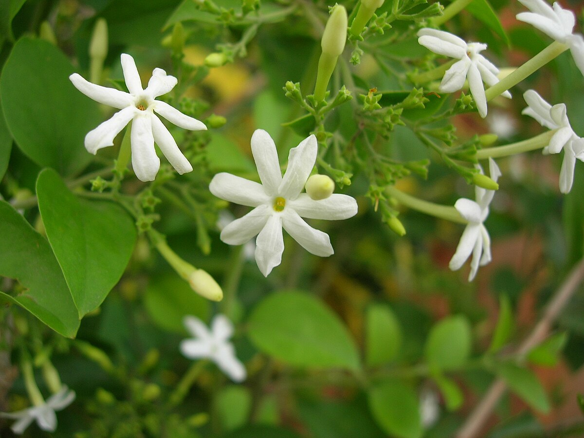 Jasmine in Karnataka - Wikipedia