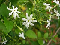 Jasmine in Karnataka