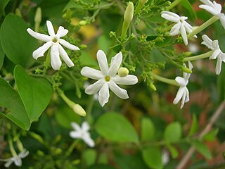 Jasmine in Karnataka