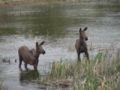 Moose in Jasper, Alberta