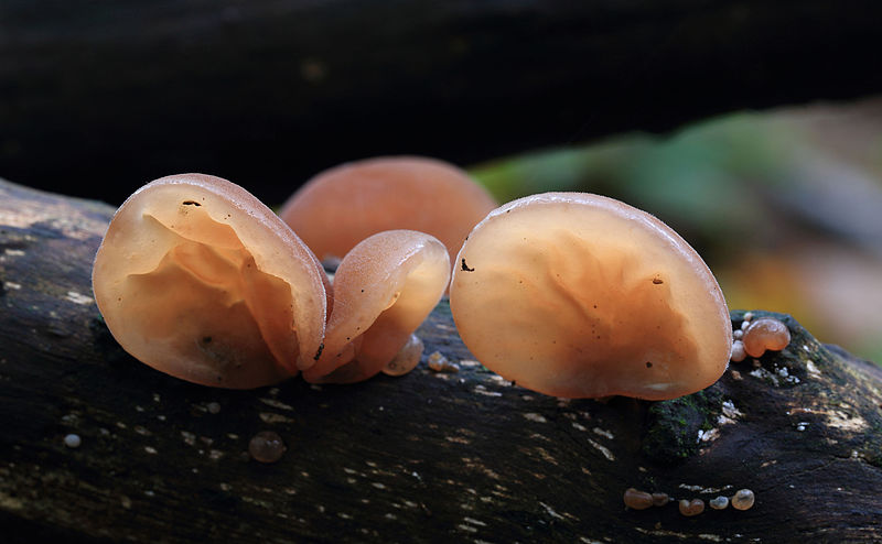 File:Jelly Ear, Auricularia auricula-judae, UK.jpg