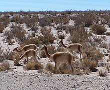 Vikunijų pietinio porūšio (Vicugna vicugna vicugna) individai 4 000 m aukščio altitudėje Argentinos Chuchujaus provincijoje
