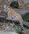 Ein Sibirischer Tiger. man findet ihn in der Wildnis Russlands