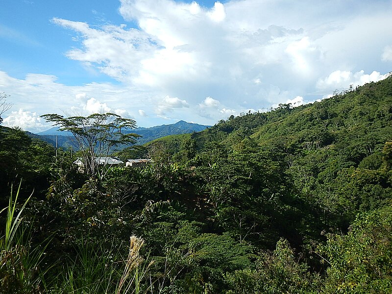 File:Jungle Overview, Satipo Peru.jpg