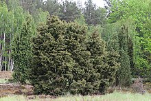 Jeneverbes, Juniperus communis, groenblijvende struik