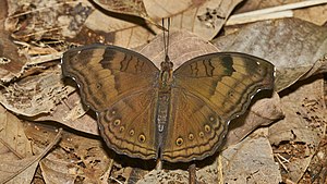 Junonia iphita-Kadavoor-2016-08-08-002.jpg