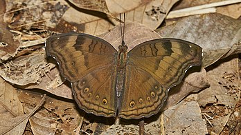 Junonia iphita, espécie de borboleta da família dos ninfalídeos, originária da Ásia. (definição 5 087 × 3 391)