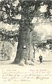 Körnerův dub ~1903
