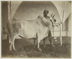 KITLV 26561 - Isidore van Kinsbergen - Taurus in Bali - Around 1870.tif