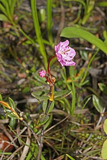 Alpine bog laurel Kalmia microphylla 0601.JPG