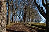 Kastanienallee in Scharnhauser Park.jpg