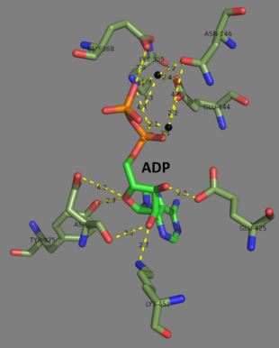 Key residues that interact with ATP near the active site. Magnesium ions are shown in black. Generated from 2HGS. Key residues that interact with ADP within the active site.png