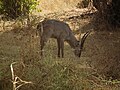 Kobus ellipsiprymnus Waterbuck in Tanzania 0834 Nevit.jpg