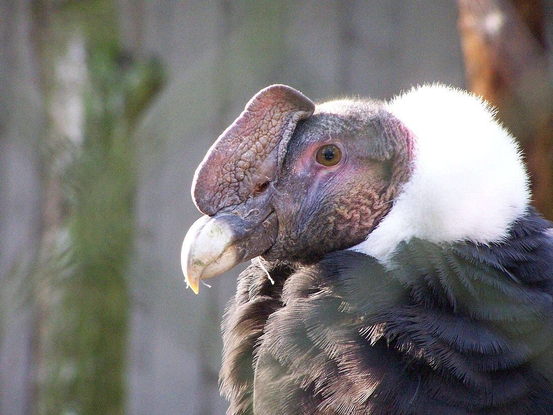 Andean condor