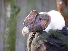 Condor des Andes mâle, avec caroncules (crête haute, excroissances, et crête basse sous le bec ici peu développée : c'est un jeune adulte) ; iris doré et collerette immaculée (Sanctuaire animal de Cochahuasi, Písac, Département du Cuzco, Pérou).