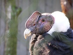 The Andean condor is the national bird of Chile. Kondor 2.JPG