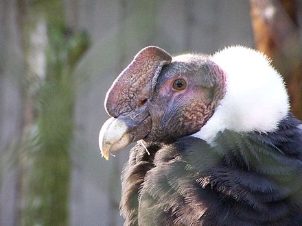 Détail de la tête d'un condor des Andes mâle. Le condor se retrouve ici, dans le sud de la Patagonie, jusqu'au littoral.