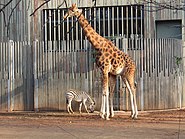 Kordofan-Giraffe (Zoo Dresden) (1)