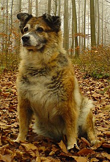 2020 câine de vacă Westerwald