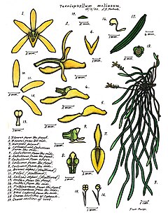 <i>Taeniophyllum malianum</i> Species of orchid