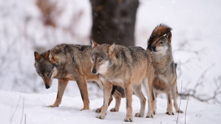 Italian wolf pack in the Abruzzo, Lazio and Molise National Park