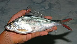<i>Labiobarbus fasciatus</i> Species of fish