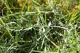 leave of blue lettuce (Lactuca perennis)