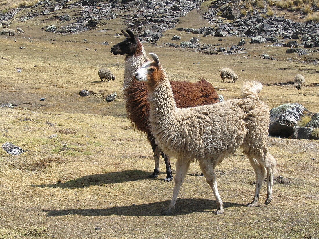 File:Lama3.jpg