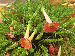 Ourisia coccinea