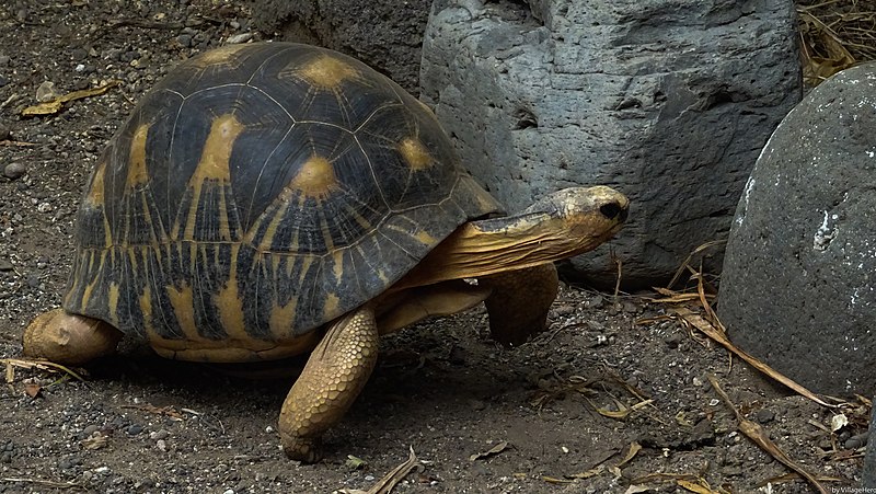File:Land Turtle at Kelonia (30715079414).jpg