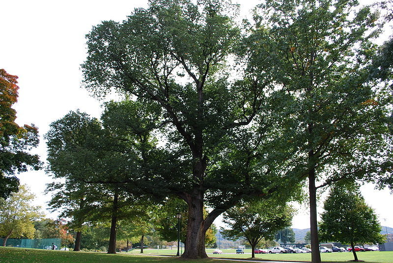 File:Large English Elm, Trophy Point, West Point, NY 12 Oct 2009.JPG