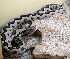 Inverted-nosed viper (Vipera latastei)