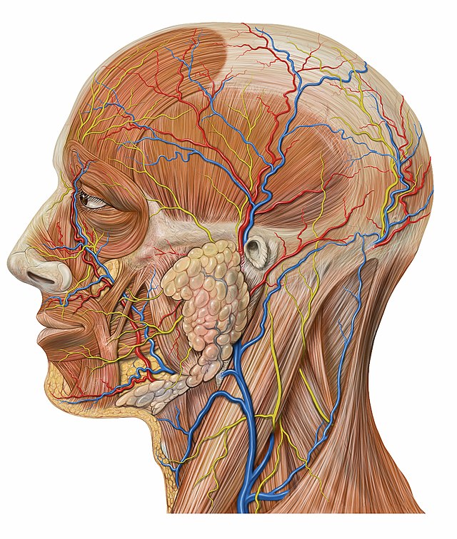 Anatomy fan de minsklike holle