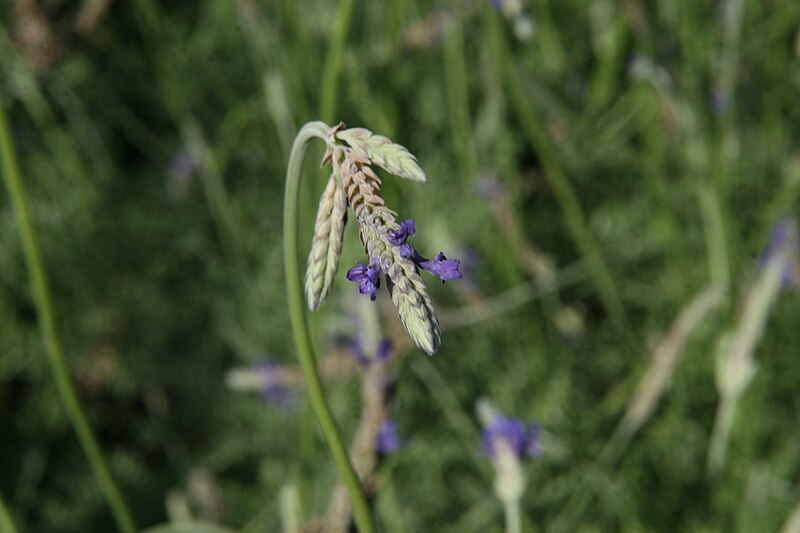 File:Lavandula multifida 5zz.jpg