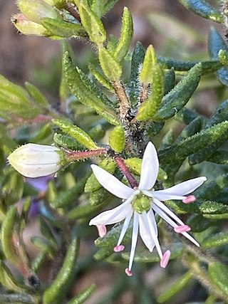 <i>Leionema gracile</i> Species of shrub