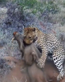 Leopard Kills Warthog in Burrow Latest Wildlife Sightings HD 7.png