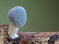 Thumbnail for Coprinopsis pulchricaerulea