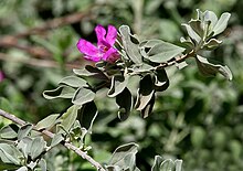 Leucophyllum frutescens (Purple Sage) W IMG 1125.jpg