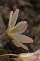 Lewisia tweedyi