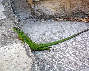 Lezard-vert.jpg