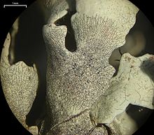 Lichenostigma cosmopolites growing on Xanthoparmelia stenophylla; scale bar=1 mm Lichenostigma cosmopolites 143712.jpg