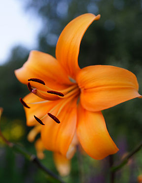 Lilium 'Pearl Justine'.jpg